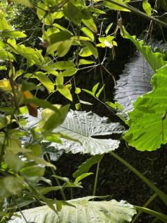 Ninho Assagao Studio with Lush Forest View, Pool, Private Balcony - 2