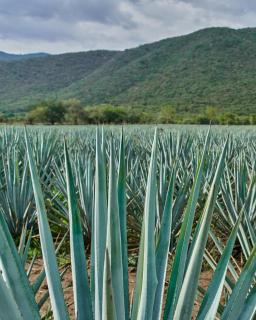 Hotel Agave Azul - 5
