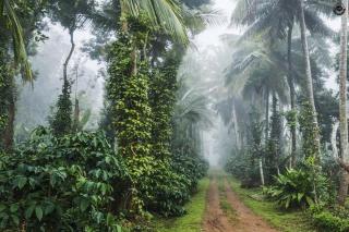 Coorg Silver Mountain Estate Stay - 0