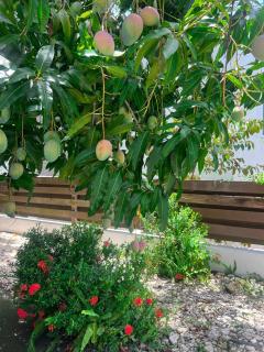 Ayanna Palms Jamaica - 2