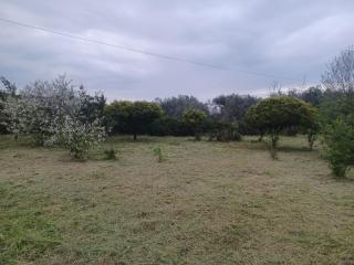 Rodothea Home - 9