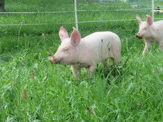 Ferienhof Breitenbaumer - 5