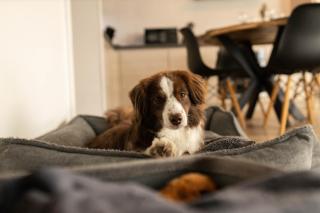 Le Terrier, cosy, jardin clôturé, chiens bienvenus - 2