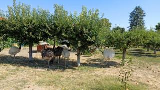 The Swan Farmhouse Charming Studio - 2
