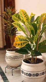 House of Alaya - Ira - Rishikesh - Rishikesh - 6