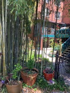 Garden 1BR with Free Parking Georgetown - 4