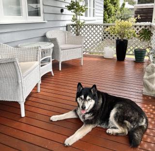 Seachelles - Ocean beach views, spa, sauna, dogs - 8