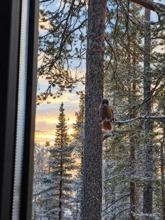Lapelland Borealis Village - 5