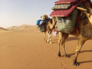 Desert Authentic Experiences at Tidri Camp - 3