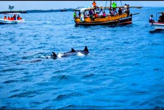 Dolphin day trips, scuba diving and sunset Tours - 9