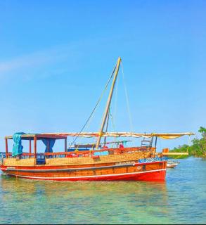 Dolphin day trips, scuba diving and sunset Tours - 7