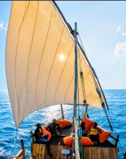 Dolphin day trips, scuba diving and sunset Tours - 3