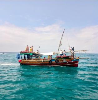 Dolphin day trips, scuba diving and sunset Tours - 2