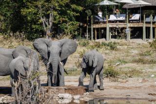 Hideaways Mankwe Tented Retreat, Greater Moremi - 8
