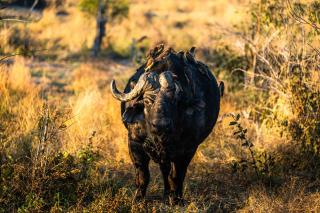 Hideaways Mogotlho Safari Lodge, Khwai River - 1