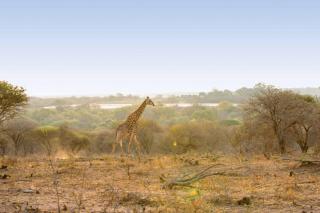 Motlala Game Lodge - Hoedspruit - 9