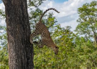 Makomkom Safaris - 0