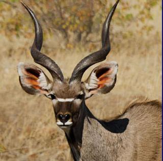 Makomkom Safaris - 4