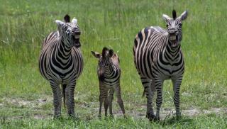 Makomkom Safaris - 2