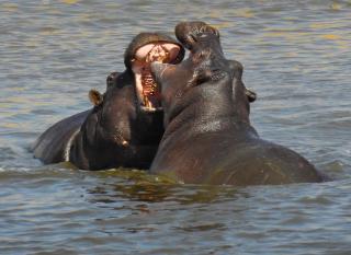 Makomkom Safaris - 1