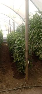 Ronash Organic Farm - 1