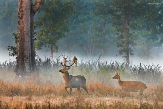 The Safari Lodge Kanha - 8