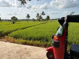 Tuk Tuk Scooter Rent Habarana - 2