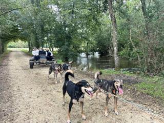 Chalet Nature, spa & chiens de traîneaux - 7