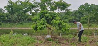 Thao's Farm - 7