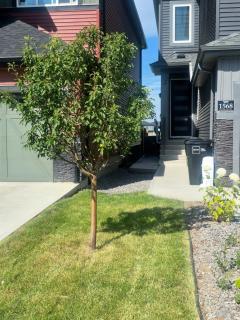 Cozy 1-Bedroom West Edmonton Basement Suite - 3