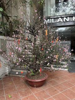 Hanoi Milan Hotel - 1