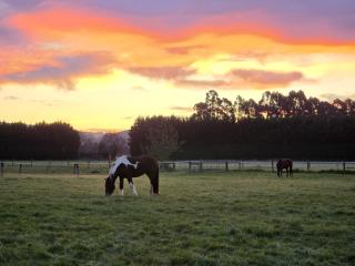 Saddleview Cottage - Horse and Pet Friendly - Mosgiel - 3