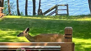 Yorita Manor- Lakefront Escape, Fire Pit, Pets & Scenic Views - 6