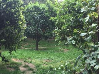 L' albero di giada - 8