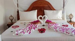 Africa guest - 3