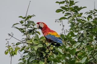 The Toucan Suite at Oropel Lodge - 3