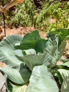 Hekaterra Permaculture Farm Hostel & Eco-Retreat - 2