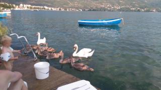 'By the Lake' Apartments - Ohrid - 5