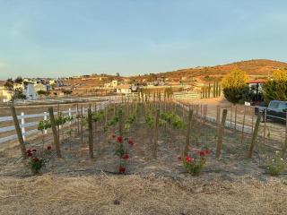 Cozy Cottage in Valle de Guadalupe at TS Ranch - 3