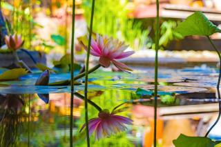Ansu ·Water Woodden Holiday Courtyard - 4