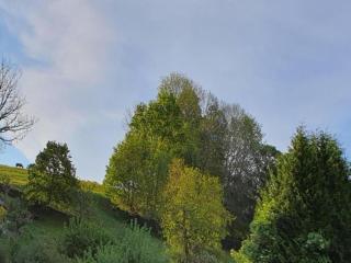 Sunny Escape in Borstendorf - 3