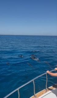 Liveaboard Safari aboard Lyra - 9