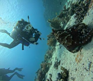 Liveaboard Safari aboard Lyra - 3