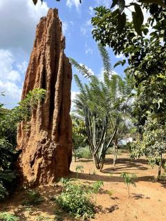 Les Chambres du Jardin Tropical - 2