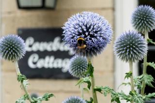 Lovedays Cottage, A Luxury 16th Century home in Painswick - 4