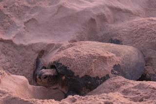 Sea Turtles Guest House #2 Ras Al Hadd - 1