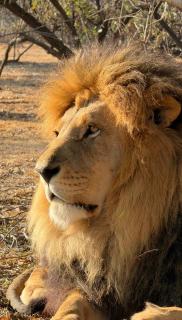 Lion and Cheetah Sanctuary - 6