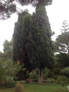 Ai Cipressi - 4