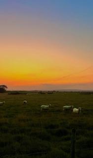 Meadow Delight - 2