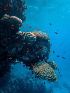 Trincomalee Marine Tours - 8